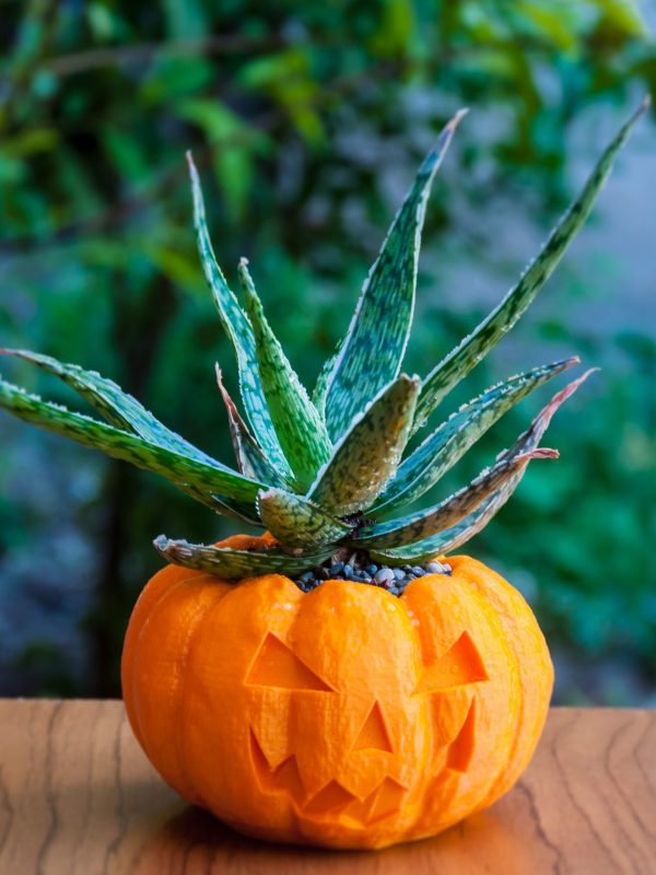 3D printed pumpkin planter, a festive and unique way to display your plants for Halloween