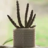 A square 3D printed cactus and succulent pot with a brick pattern design, perfect for modern plant displays.