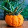 A pumpkin planter, available in classic pumpkin and Jack O'Lantern designs. Perfect for succulents and small plants.