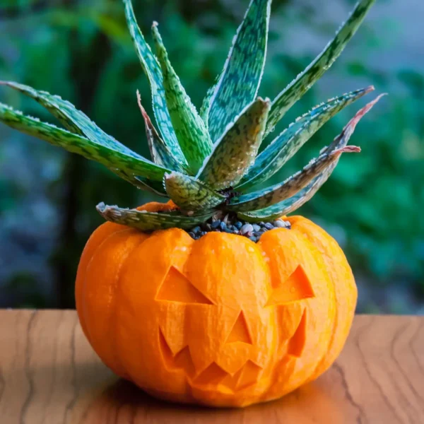 A pumpkin planter, available in classic pumpkin and Jack O'Lantern designs. Perfect for succulents and small plants.